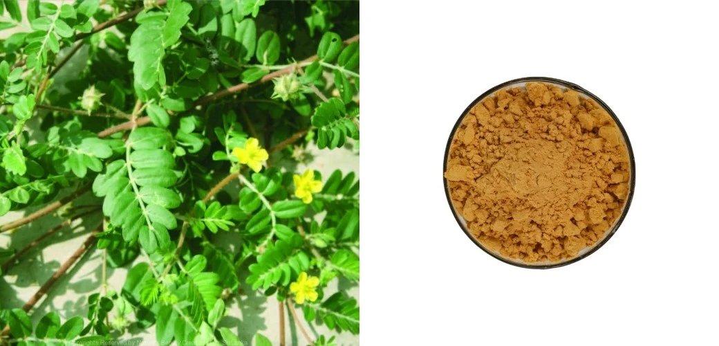 product-1040-500 product-1040-500